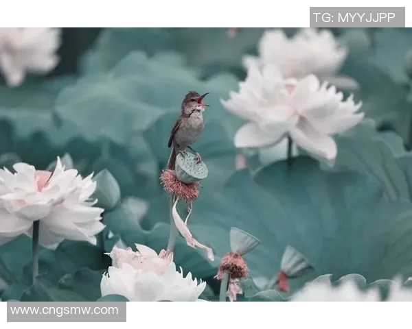 探索光影与情感的交织：写真摄影艺术的创作技巧与心灵表达